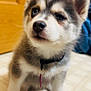 puppy, dog, husky, pet, indoor, floor, collar, tile_floor, young, cute, fur, ears, nose, animal, domestic_animal, small, sitting, household, canine, companion