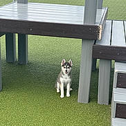 Lillie is registered to the contest to win money with this photo: puppy, dog, husky, outdoor, grass, playground, pet, animal, sitting, young, cute, fur, ears, tongue, play, structure, fence, daylight, green, stairs