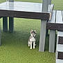 puppy, dog, husky, outdoor, grass, playground, pet, animal, sitting, young, cute, fur, ears, tongue, play, structure, fence, daylight, green, stairs