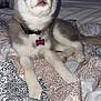 Lillie joined the competition — help win amazing prizes! husky, puppy, dog, blue_eyes, bedspread, patterned, indoor, pet, collar, tag, fur, cute, young, lying_down, looking_up, cozy, animal, domestic, mammal, companion