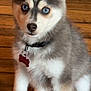 husky, puppy, dog, blue_eyes, pet, animal, fur, collar, tag, floor, wooden_floor, indoor, cute, playful, sock, young_dog, sitting, looking, attention, domestic