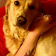 Viva participe au concours pour gagner de l'argent avec cette photo : dog, golden_retriever, pet, animal, fur, closeup, tattoo, arm, red_background, cuddle, companion, indoors, relaxed, canine, love, friendship, portrait, snuggle, warmth, human