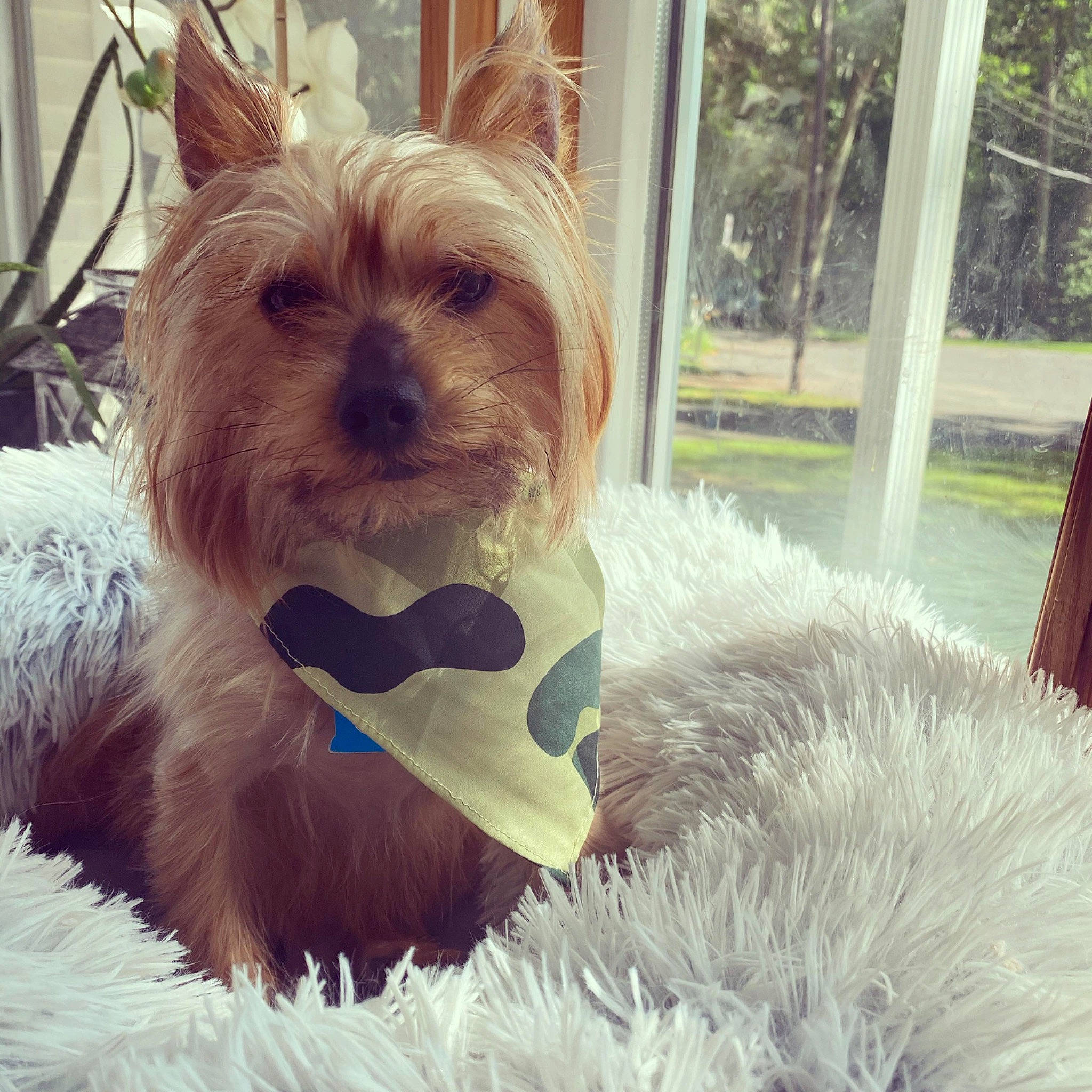 Leroy joined the competition — help win amazing prizes! australian_terrier, biewer_terrier, cairn_terrier, canidae, carnivore, companion_dog, dog, dog_breed, dog_clothes, ear, mammal, morkie, norwich_terrier, puppy, puppy_love, rare_breed_dog, small_terrier, terrier, toy_dog, yorkshire_terrier