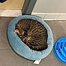 ball, blue_bed, blue_toy, cat, cat_toy, collar, cozy, curled_up, domestic_animal, door, feline, floor, gray_wall, indoor, pet_bed, quiet, resting, sleeping, tabby_cat, tile_floor
