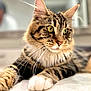 Penny is registered to the contest to win money with this photo: cat, tabby, close_up, pet, animal, feline, whiskers, fur, relaxed, indoor, portrait, paws, laying_down, domestic_animal, muzzle, ears, eyes, home, cute, soft_focus