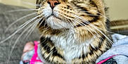 Penny is registered to the contest to win money with this photo: cat, tabby, pet, animal, feline, whiskers, green_eyes, fur, close_up, blanket, cozy, indoor, resting, cute, domestic_cat, portrait, soft, comfortable, ears, paws