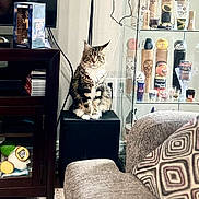 Penny is registered to the contest to win money with this photo: cat, tabby_cat, furniture, living_room, television, display_cabinet, baseball_bats, baseball_balls, couch, pillow, wooden_floor, black_box, decor, indoor, pet, animal, sitting, patterned_pillow, electronics, shelf