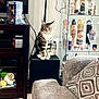 cat, tabby_cat, furniture, living_room, television, display_cabinet, baseball_bats, baseball_balls, couch, pillow, wooden_floor, black_box, decor, indoor, pet, animal, sitting, patterned_pillow, electronics, shelf