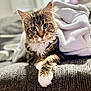 Penny is registered to the contest to win money with this photo: cat, tabby, pet, feline, animal, indoor, blanket, couch, furniture, fur, closeup, relaxed, paw, whiskers, eyes, portrait, cozy, soft, domestic, resting