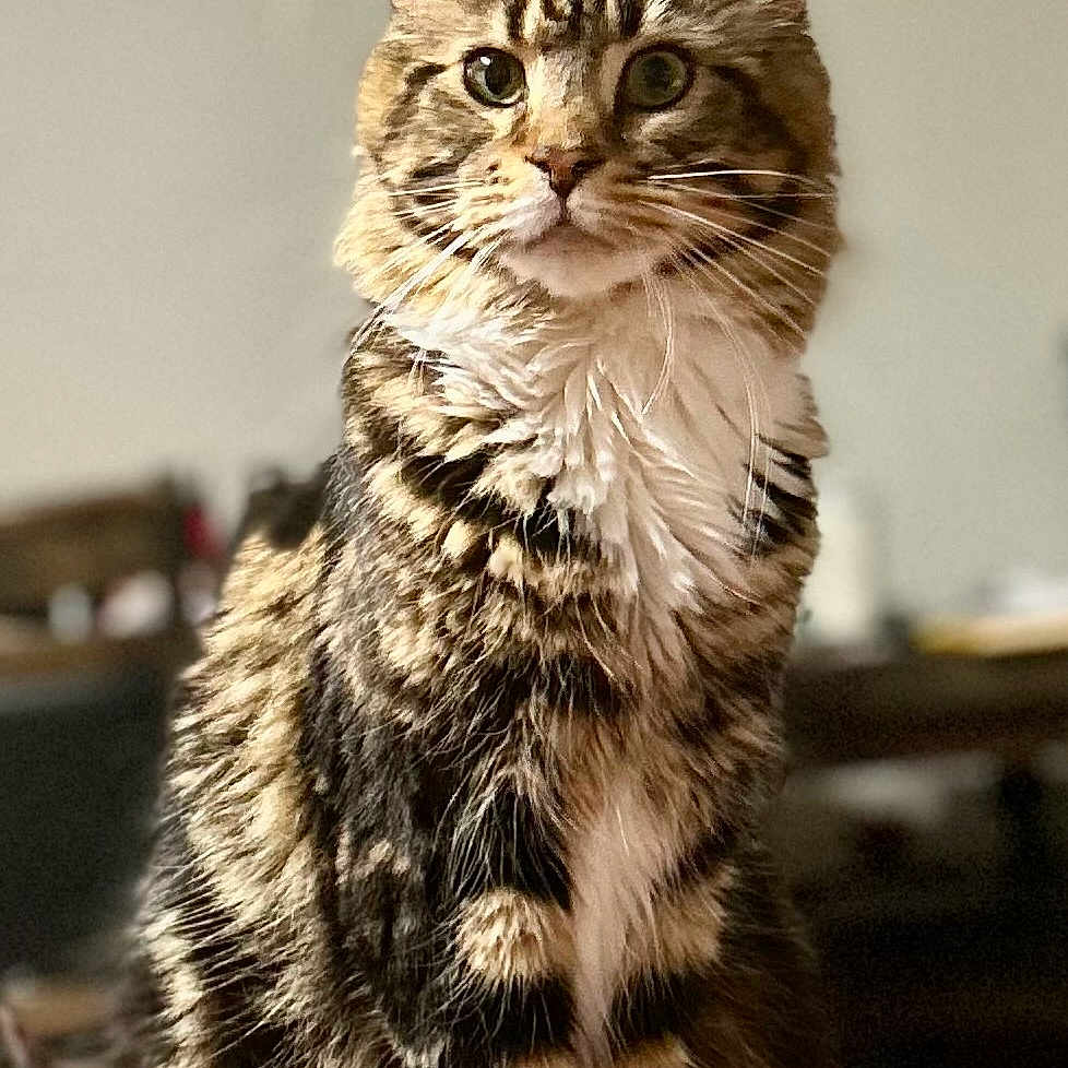Penny joined the competition — help win amazing prizes! animal, cat, closeup, cozy, curious, domestic, ears, eyes, feline, fluffy_fur, fur_pattern, indoor, pet, portrait, relaxed, sitting, soft_background, tabby, whiskers, white_paws