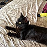 Suki joined the competition — help win amazing prizes! animal, bed, bedroom, bedspread, black_cat, black_fur, cat, feline, home, indoors, long_body, lying_down, pet, playful, plush_toy, pointed_ears, portrait, relaxed, whiskers, yellow_eyes