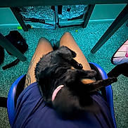 Suki joined the competition — help win amazing prizes! animal, belly_up, black_dog, carpet, chair, cuddle, desk, dog, funny_pose, furniture, indoor, lap, legs, lying_down, person, pet, pink_collar, playful, puppy, sleeping