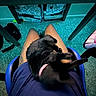 animal, belly_up, black_dog, carpet, chair, cuddle, desk, dog, funny_pose, furniture, indoor, lap, legs, lying_down, person, pet, pink_collar, playful, puppy, sleeping