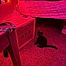 Suki is registered to the contest to win money with this photo: animal, bed, bedroom, black_cat, blanket, box, cardboard_box, carpet, cat, furniture, glowing_eyes, indoors, nighttime, pet, pink_lighting, red_lighting, shadow, sitting, tail, under_bed