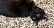 Suki is registered to the contest to win money with this photo: animal, belly_up, black_cat, black_fur, carpet, cat, feline, green_eyes, hand, home, indoor, lying_down, manicured_nails, pet, pointed_ears, shaggy_carpet, tattoo, upside_down, whiskers, yellow_eyes