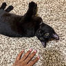 animal, belly_up, black_cat, black_fur, carpet, cat, feline, green_eyes, hand, home, indoor, lying_down, manicured_nails, pet, pointed_ears, shaggy_carpet, tattoo, upside_down, whiskers, yellow_eyes