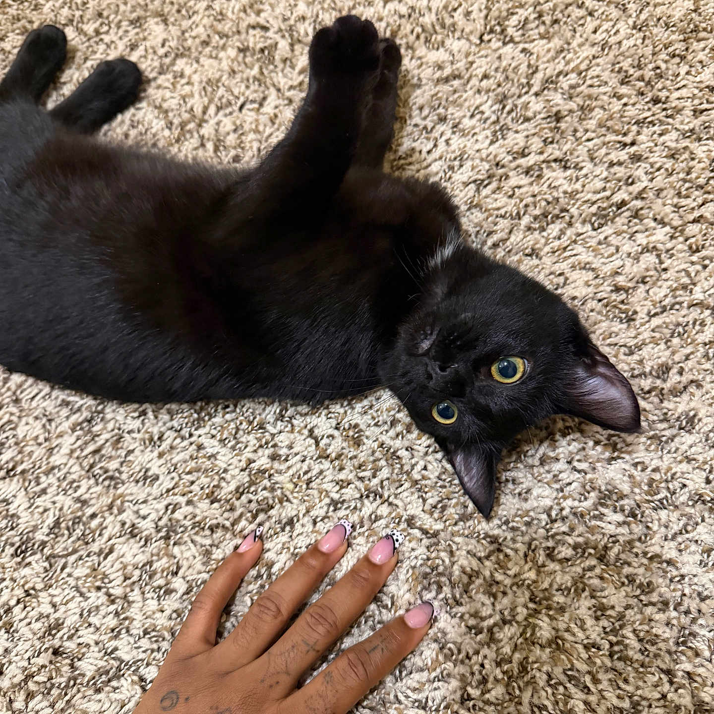 Suki is registered to the contest to win money with this photo: animal, belly_up, black_cat, black_fur, carpet, cat, feline, green_eyes, hand, home, indoor, lying_down, manicured_nails, pet, pointed_ears, shaggy_carpet, tattoo, upside_down, whiskers, yellow_eyes
