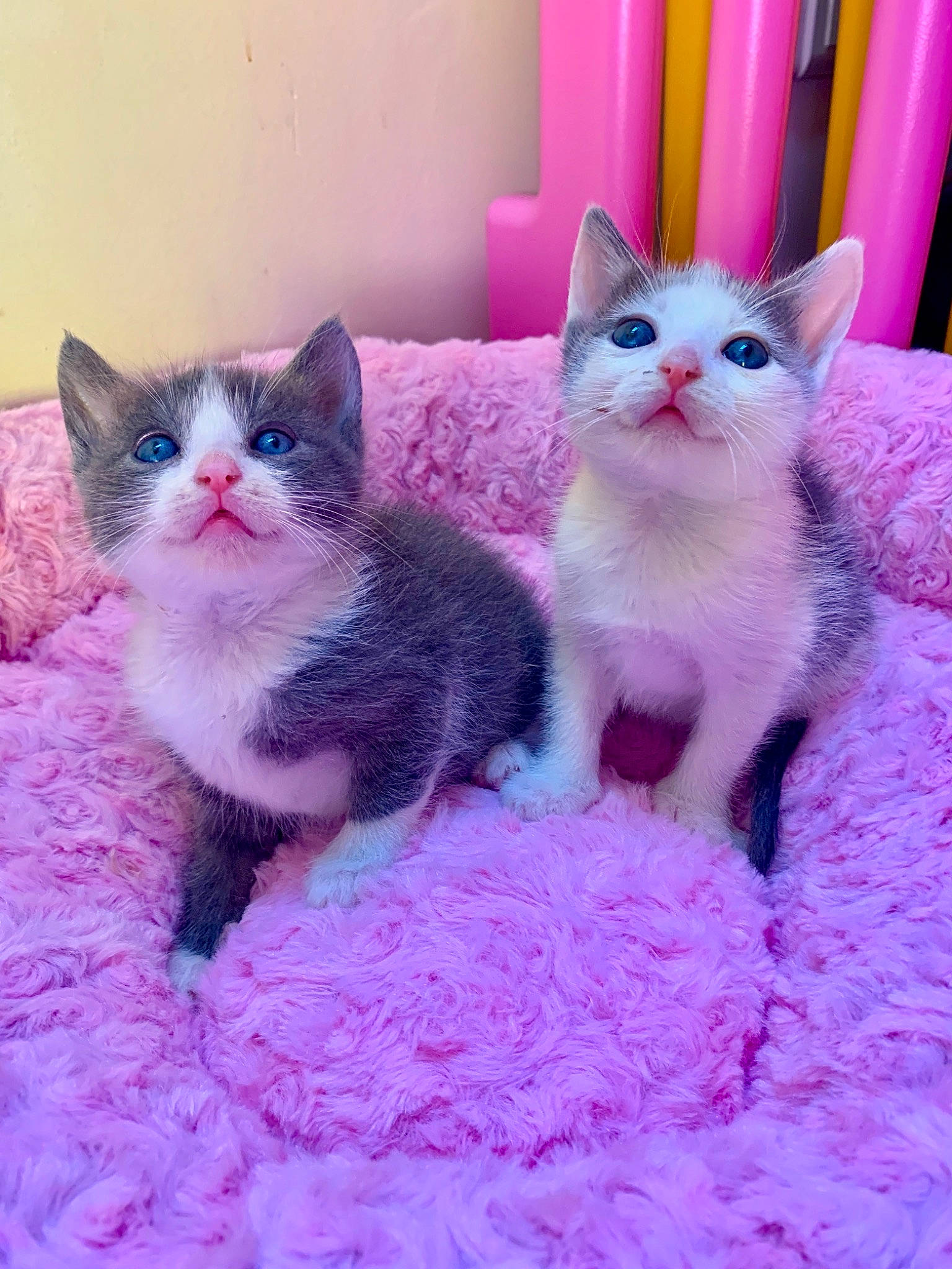 Belle Et Nala a rejoint le concours — aidez-le/la à gagner de superbes lots ! american_wirehair, asian, carnivore, cat, domestic_short_haired_cat, european_shorthair, fawn, felidae, german_rex, kitten, mammal, ojos_azules, pink, ragdoll, small_to_medium_sized_cats, vertebrate, whiskers