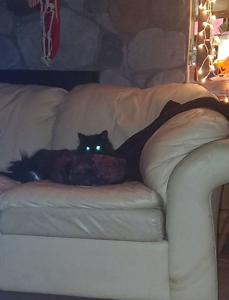 Pebbles joined the competition — help win amazing prizes! brown, carnivore, cat, comfort, couch, felidae, floor, furniture, grey, hardwood, interior_design, linens, living_room, pillow, small_to_medium_sized_cats, studio_couch, textile, tints_and_shades, whiskers, wood