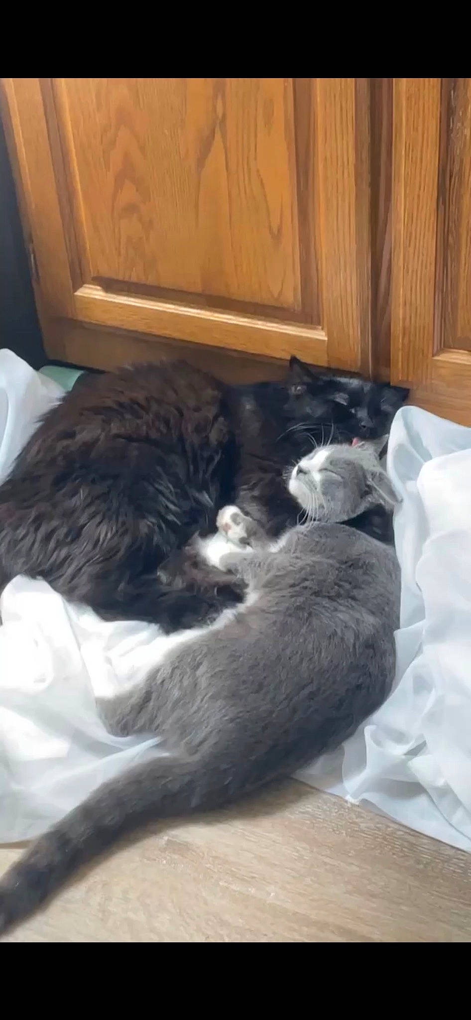 Sheeba is registered to the contest to win money with this photo: black_cat, canidae, carnivore, cat, claw, comfort, dog_breed, domestic_short_haired_cat, felidae, fur, grey, nap, paw, sleep, small_to_medium_sized_cats, snout, sporting_group, tail, whiskers, wood