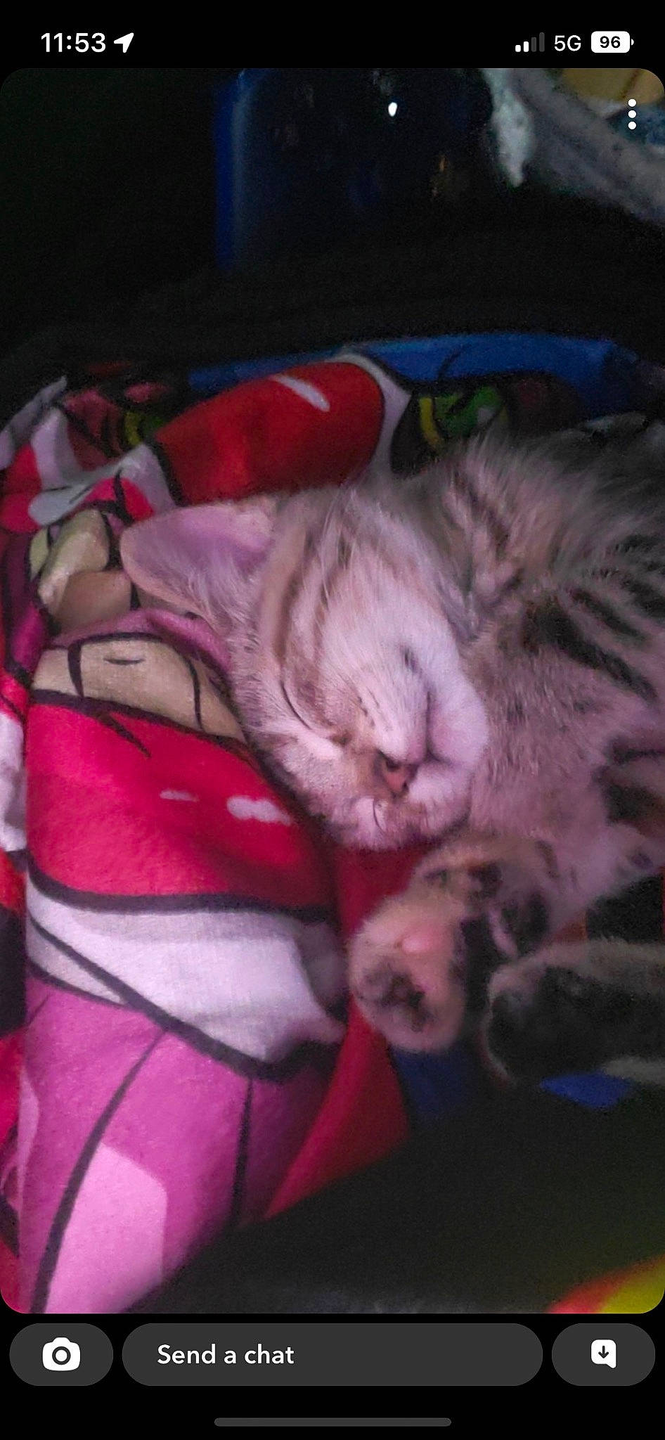 Keiko joined the competition — help win amazing prizes! carmine, carnivore, cat, cloud, comfort, companion_dog, darkness, domestic_short_haired_cat, felidae, fur, lap, magenta, nap, night, paw, sky, sleep, small_to_medium_sized_cats, tail, whiskers