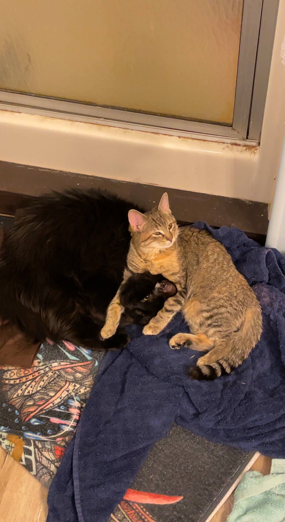 Keiko joined the competition — help win amazing prizes! bed, carnivore, cat, comfort, domestic_short_haired_cat, fawn, felidae, flooring, fur, linens, nap, paw, sitting, small_to_medium_sized_cats, snout, tail, vertebrate, whiskers, window, wood