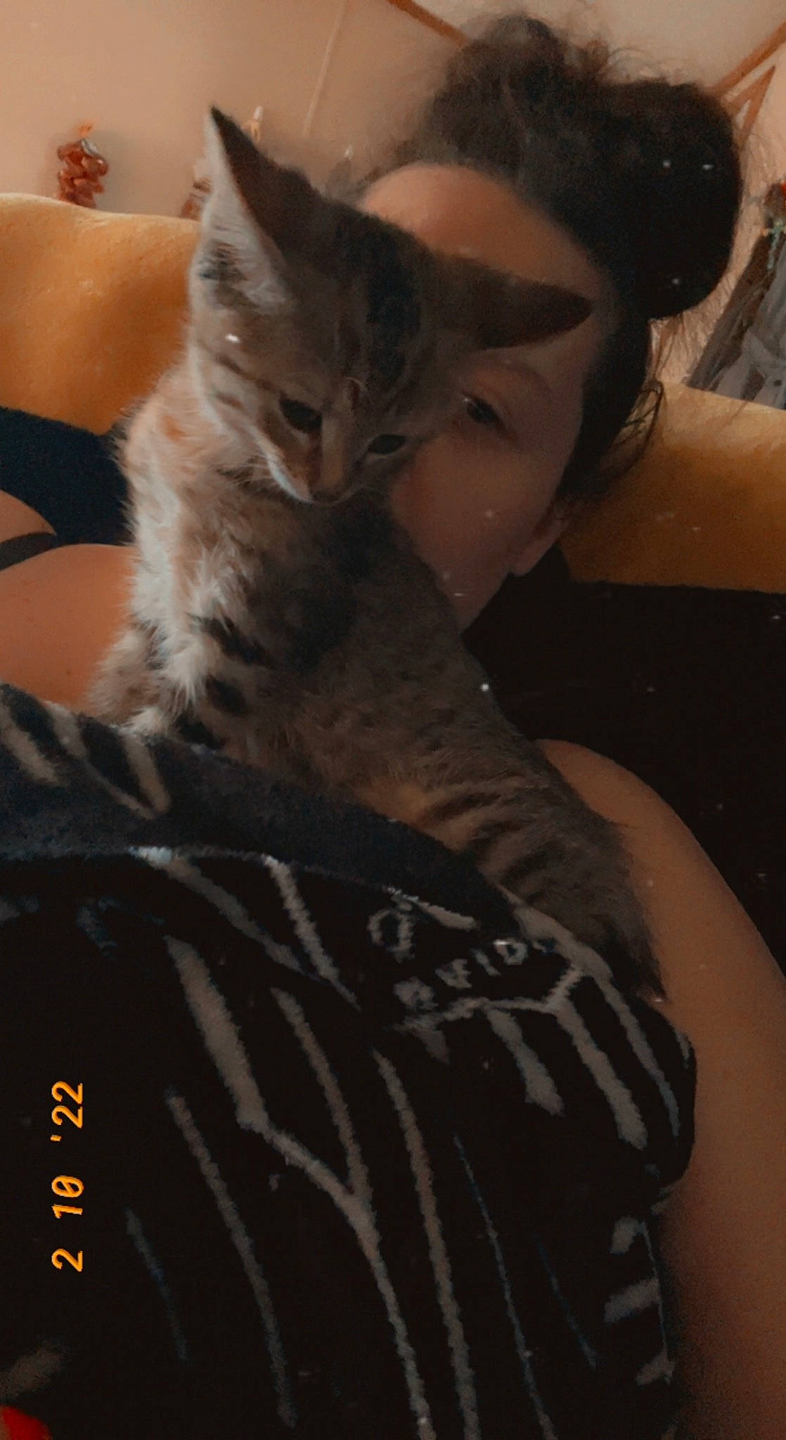 Keiko joined the competition — help win amazing prizes! abdomen, bed, box, carnivore, cat, chest, comfort, couch, darkness, domestic_short_haired_cat, elbow, felidae, fur, gesture, human_leg, jewellery, sitting, small_to_medium_sized_cats, trunk, whiskers