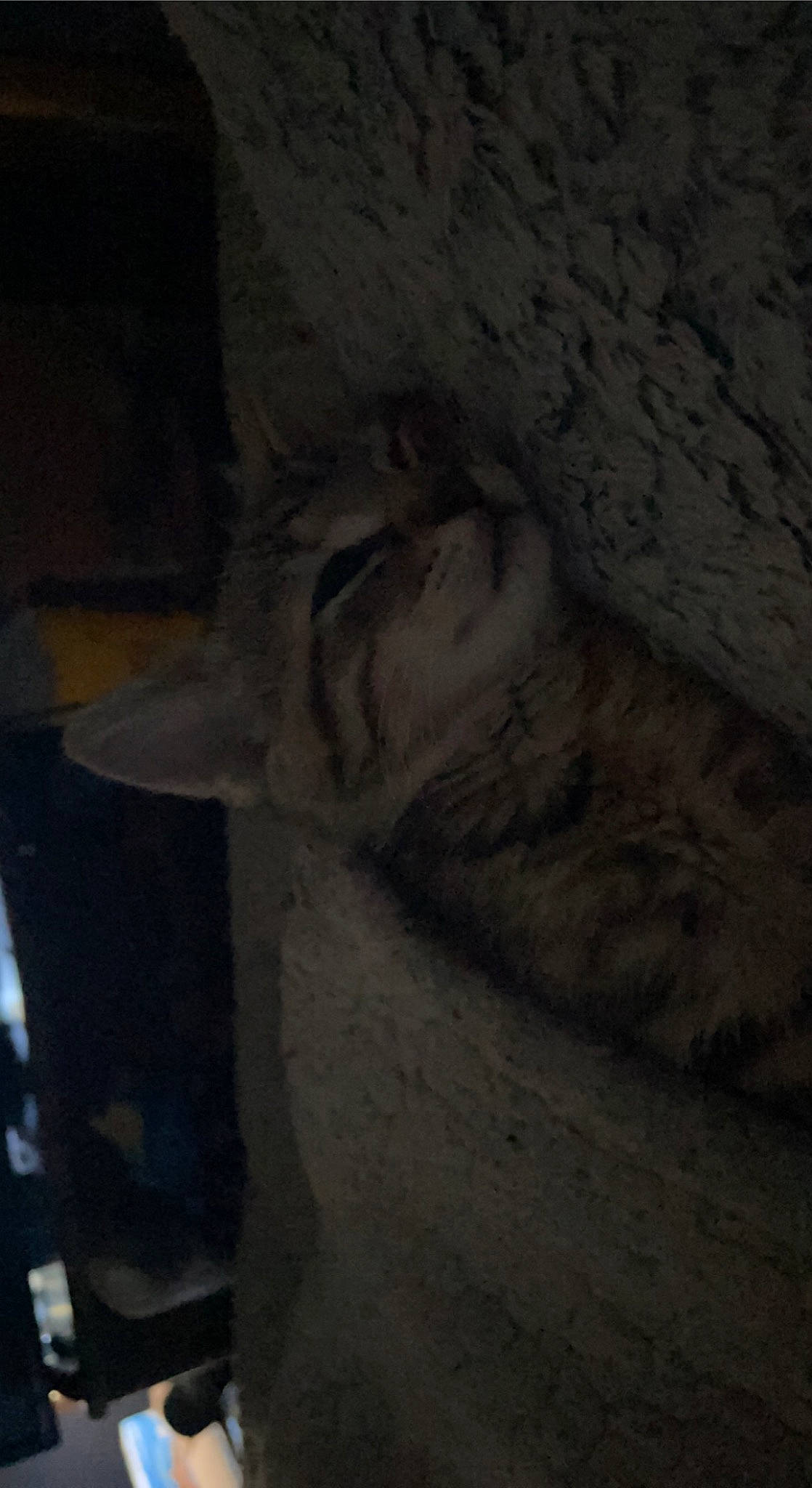 Keiko is registered to the contest to win money with this photo: art, carnivore, carving, concrete, darkness, felidae, fur, sculpture, small_to_medium_sized_cats, snout, tail, visual_arts, whiskers, wildlife, wood, wrinkle