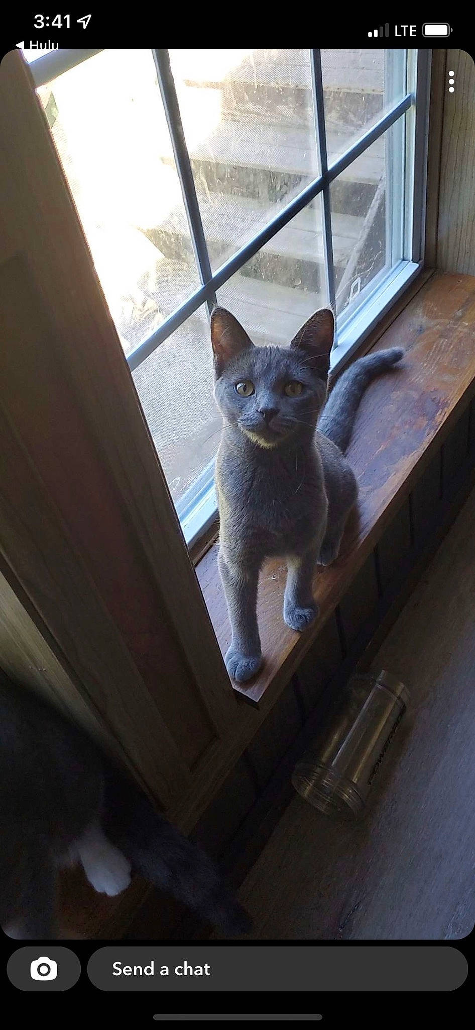 Bopsticc is registered to the contest to win money with this photo: canidae, carnivore, cat, dog_breed, domestic_short_haired_cat, fawn, felidae, flooring, fur, grey, metal, russian_blue, small_to_medium_sized_cats, snout, tail, terrestrial_animal, whiskers, window, wood