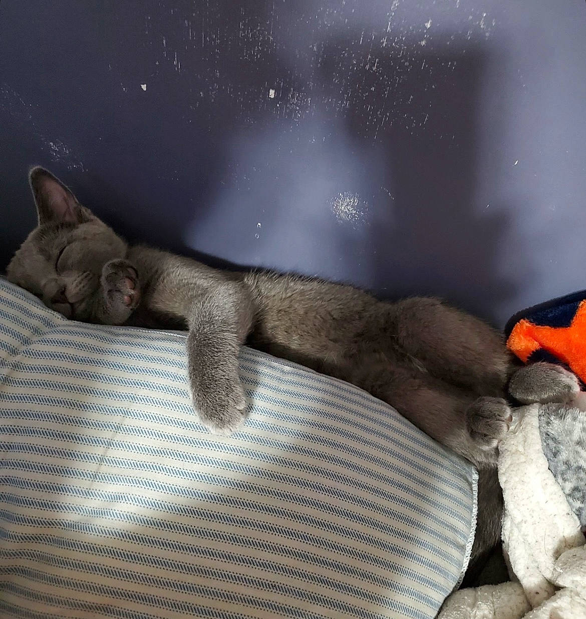 Bopsticc joined the competition — help win amazing prizes! art, claw, comfort, darkness, domestic_short_haired_cat, fawn, felidae, fur, grey, human_leg, linens, nap, paw, room, small_to_medium_sized_cats, tail, terrestrial_animal, visual_arts, whiskers, wildlife