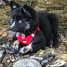 Baya a rejoint le concours — aidez-le/la à gagner de superbes lots ! puppy, dog, black_fur, blue_eyes, fluffy, red_harness, outdoors, stream, water, rocks, stones, nature, wilderness, animal, pet, sitting, portrait, pointed_ears, white_markings, adventure