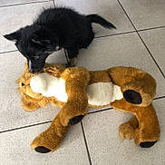 Baya a rejoint le concours — aidez-le/la à gagner de superbes lots ! puppy, dog, stuffed_animal, plush_toy, black_fur, brown_fur, animal, pet, toy, playful, curious, floor, tiles, indoor, lying_down, standing, fluffy, white_patch, photography, cute