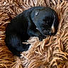 animal, black_and_white, blanket, closed_eyes, cozy, curled_up, cute, dog, furry, indoors, newborn, paws, portrait, puppy, resting, shaggy, sleeping, small, snout, warm