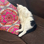 Boots joined the competition — help win amazing prizes! cat, couch, pillow, relaxed, indoor, pet, fluffy, white, black, patterned_pillow, resting, cozy, feline, fur, domestic_animal, sleepy, comfortable, living_room, cute, animal