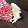 cat, couch, pillow, relaxed, indoor, pet, fluffy, white, black, patterned_pillow, resting, cozy, feline, fur, domestic_animal, sleepy, comfortable, living_room, cute, animal
