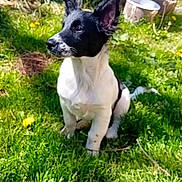 Vénus a rejoint le concours — aidez-le/la à gagner de superbes lots ! puppy, dog, black_and_white, grass, dandelion, outdoor, garden, pet, animal, sitting, nature, summer, young_dog, canine, ears_up, sunlight, greenery, backyard, daylight, cute