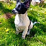 puppy, dog, black_and_white, grass, dandelion, outdoor, garden, pet, animal, sitting, nature, summer, young_dog, canine, ears_up, sunlight, greenery, backyard, daylight, cute