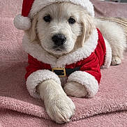 Arya a rejoint le concours — aidez-le/la à gagner de superbes lots ! puppy, dog, golden_retriever, santa_hat, christmas_costume, red_clothing, white_fur_trim, blanket, pink_blanket, indoor, pet, cute, festive, holiday, animal, lying_down, close_up, soft_texture, adorable, portrait