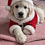 puppy, dog, golden_retriever, santa_hat, christmas_costume, red_clothing, white_fur_trim, blanket, pink_blanket, indoor, pet, cute, festive, holiday, animal, lying_down, close_up, soft_texture, adorable, portrait