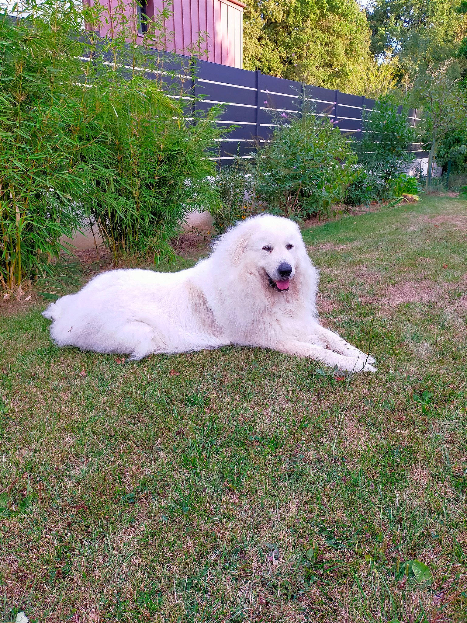 Orphée a rejoint le concours — aidez-le/la à gagner de superbes lots ! canidae, carnivore, companion_dog, dog, dog_breed, grass, great_pyrenees, groundcover, kuvasz, landscape, livestock_guardian_dog, plant, polish_tatra_sheepdog, romanian_mioritic_shepherd_dog, shrub, sporting_group, tree, window, working_animal, yard