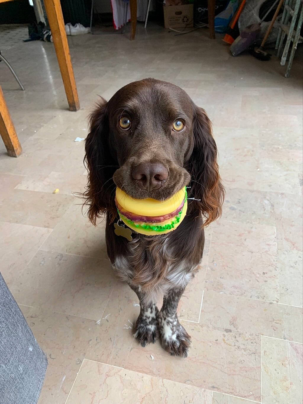 Sarko a rejoint le concours — aidez-le/la à gagner de superbes lots ! canidae, carnivore, chair, cocker_spaniel, companion_dog, dog, dog_breed, dog_collar, flooring, fur, gun_dog, hunting_dog, leash, liver, retriever, snout, spaniel, sporting_group, whiskers, working_animal