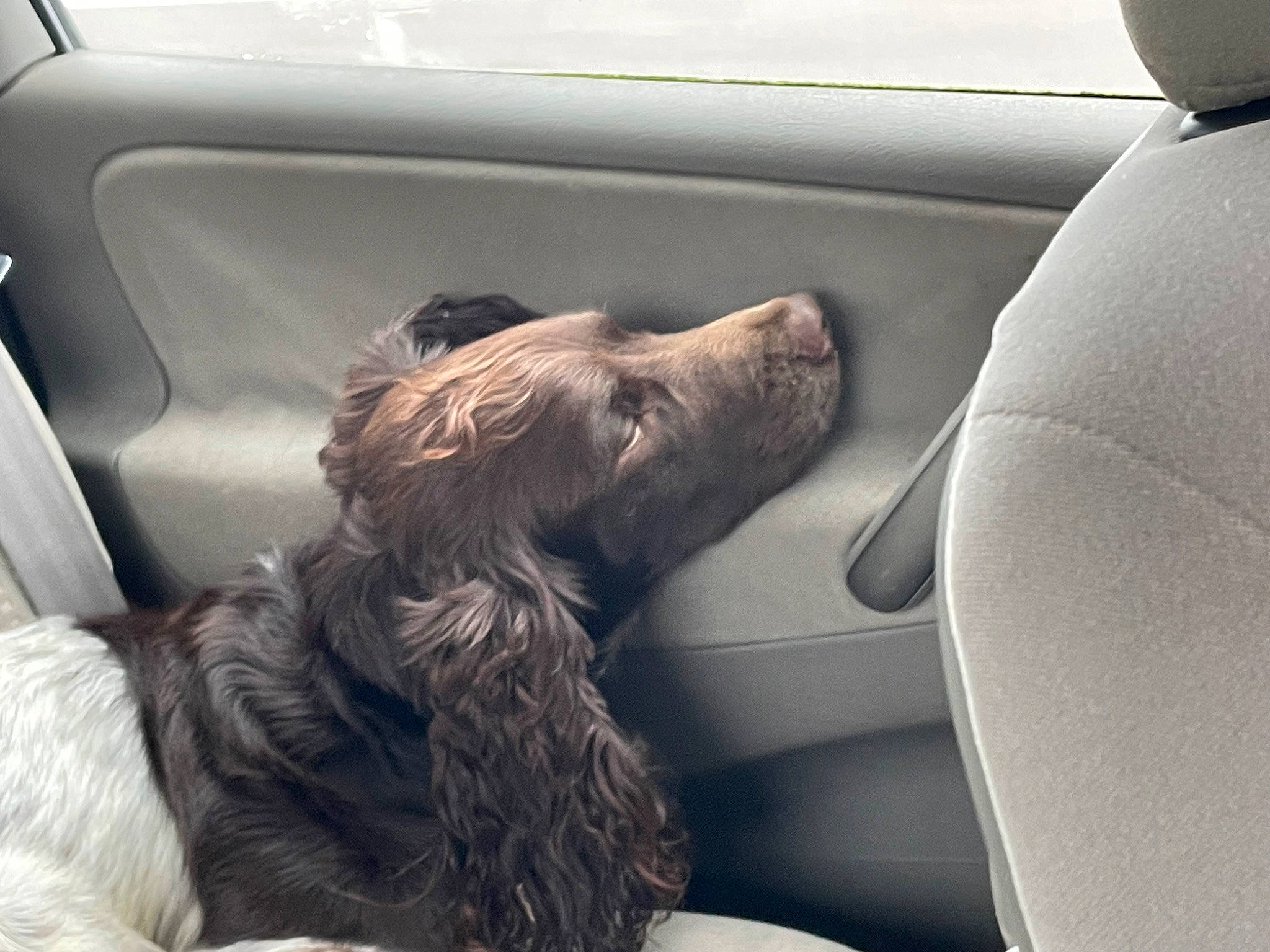 Sarko participe au concours pour gagner de l'argent avec cette photo : auto_part, automotive_design, automotive_exterior, car, car_seat, car_seat_cover, carnivore, comfort, companion_dog, dog, dog_breed, family_car, liver, luxury_vehicle, motor_vehicle, personal_luxury_car, tints_and_shades, vehicle, vehicle_door, window