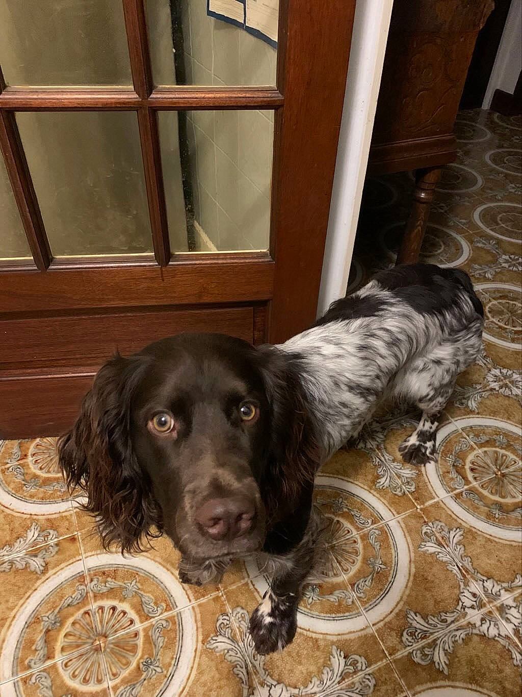 Sarko a rejoint le concours — aidez-le/la à gagner de superbes lots ! canidae, carnivore, cocker_spaniel, companion_dog, dog, dog_breed, flooring, fur, gun_dog, hardwood, liver, manhole, manhole_cover, pointing_breed, retriever, snout, spaniel, sporting_group, wood, working_animal