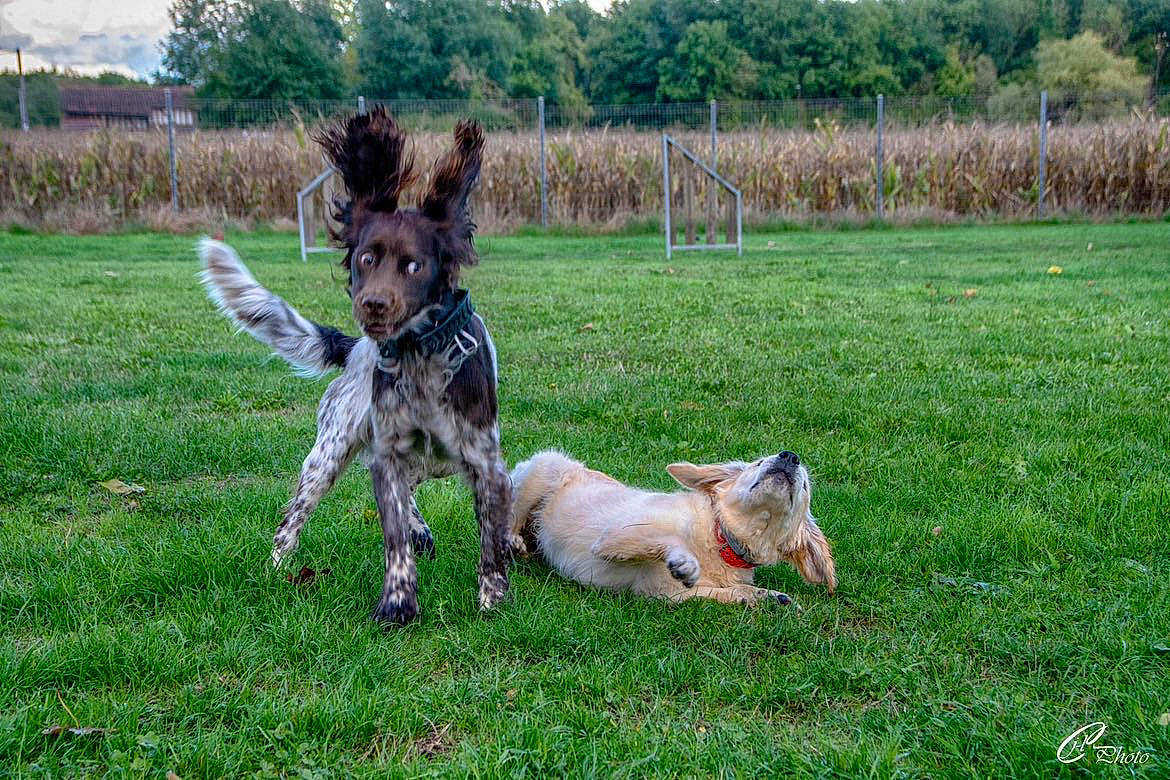 Sarko participe au concours pour gagner de l'argent avec cette photo : carnivore, companion_dog, dog, dog_breed, fawn, field, grass, grassland, groundcover, landscape, meadow, natural_landscape, pasture, plant, sporting_group, tail, terrestrial_animal, tree, wildlife, working_animal