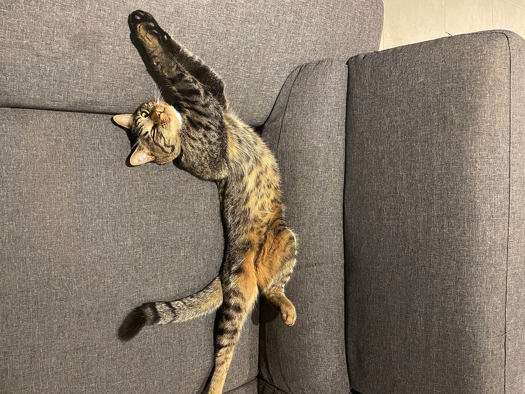 Talisse a rejoint le concours — aidez-le/la à gagner de superbes lots ! art, claw, dragon_lizard, felidae, foot, fur, gecko, iguania, lizard, paw, reptile, scaled_reptile, tail, terrestrial_animal, wall_lizard, wildlife, wood