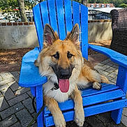Thor is registered to the contest to win money with this photo: animal, blue_chair, canine, chair, daytime, dog, fence, german_shepherd, leash, marina, nature, outdoor, pavement, pet, relaxed, summer, sunlight, tongue_out, trees, water