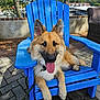 animal, blue_chair, canine, chair, daytime, dog, fence, german_shepherd, leash, marina, nature, outdoor, pavement, pet, relaxed, summer, sunlight, tongue_out, trees, water