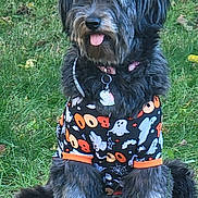 Mia is registered to the contest to win money with this photo: animal, black, canine, collar, costume, cute, dog, fur, grass, gray, green, halloween, nature, outdoor, pet, playful, portrait, sitting, tag, tongue_out
