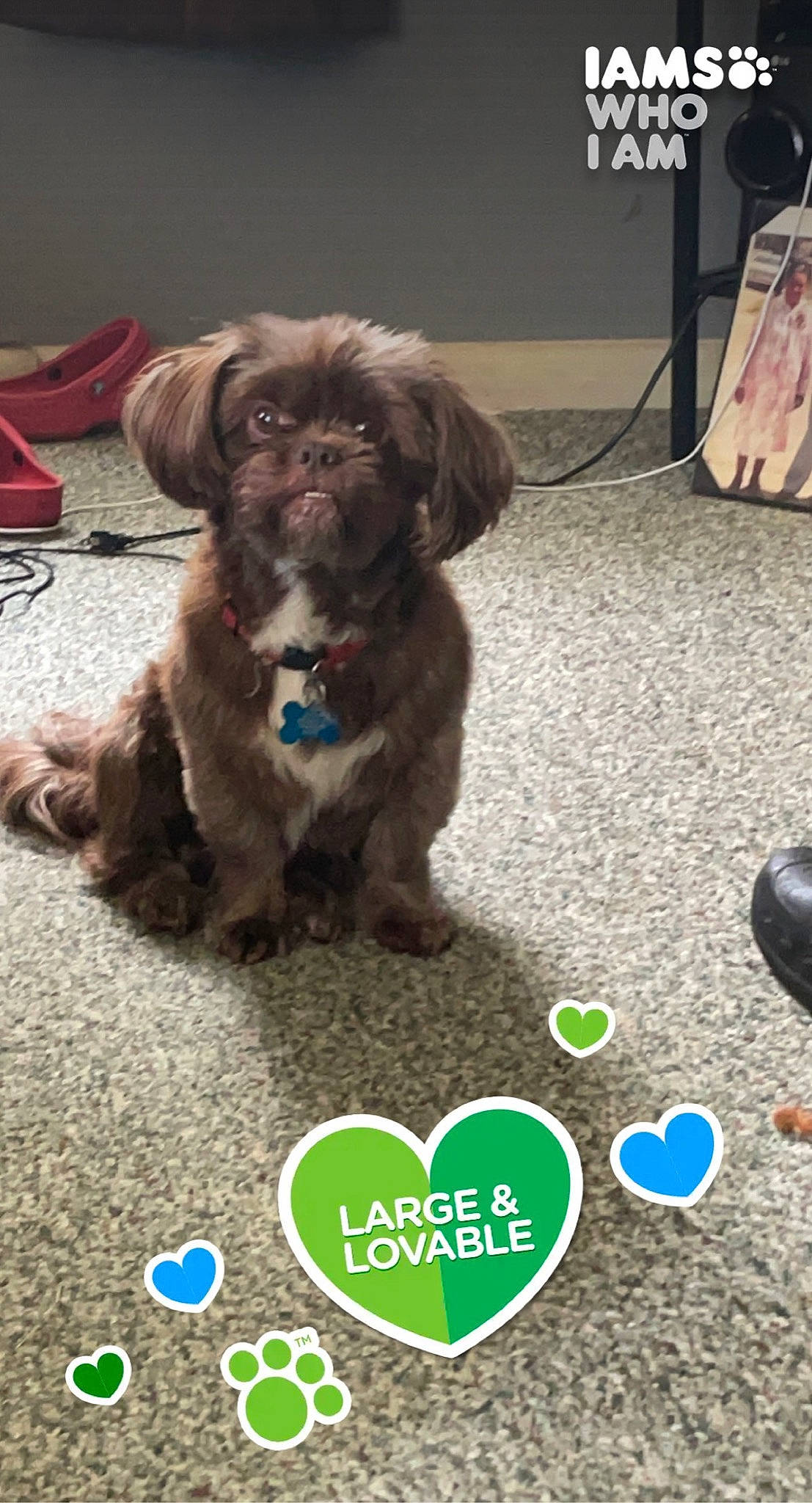 Jaxson joined the competition — help win amazing prizes! canidae, carnivore, chair, circle, companion_dog, dog, dog_breed, dog_supply, font, fur, grass, liver, logo, paw, photo_caption, screenshot, soil, sporting_group, toy_dog, working_animal