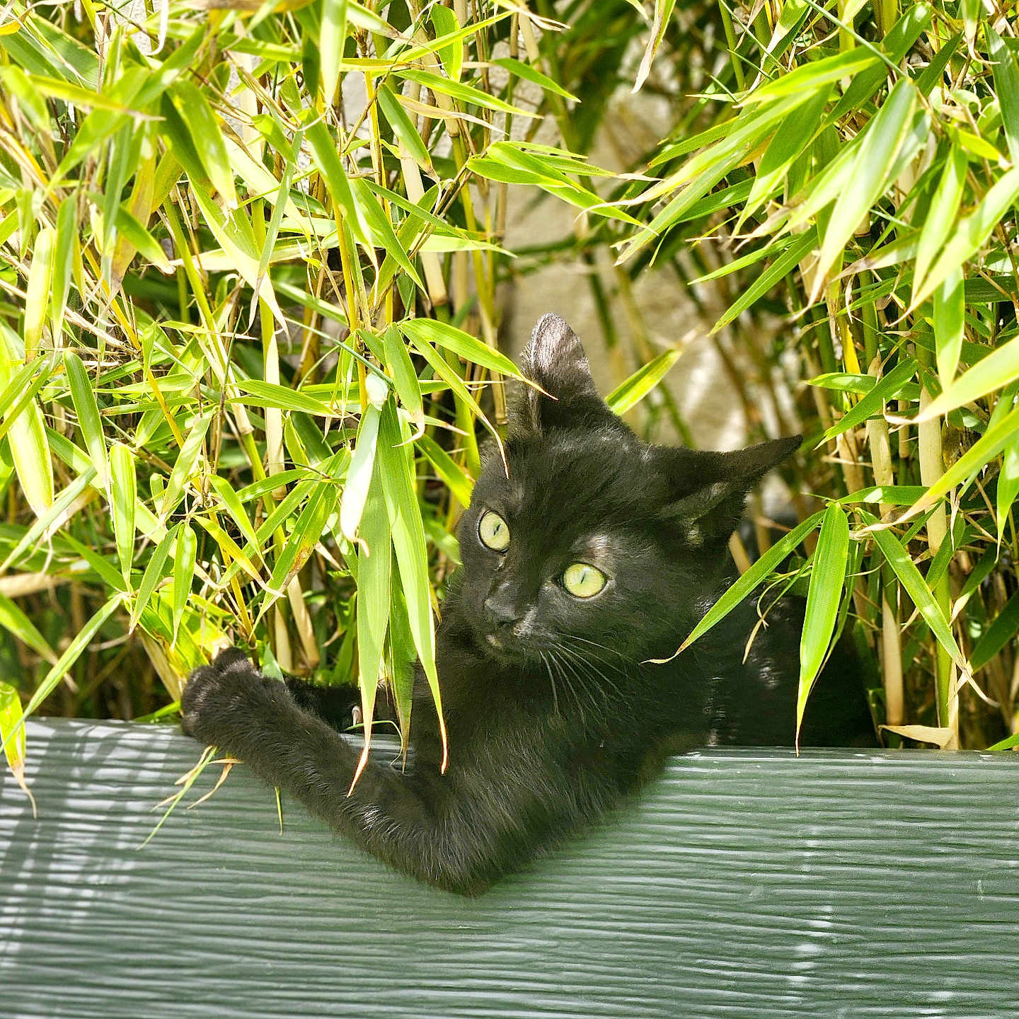 Onyx a rejoint le concours — aidez-le/la à gagner de superbes lots ! animal, bamboo, black_cat, cat, climbing, closeup, curious, daylight, eye, foliage, greenery, leaf, mammal, nature, outdoor, paw, pet, plant, texture, wildlife